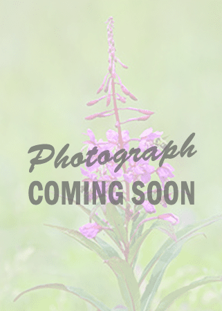 Photo not available